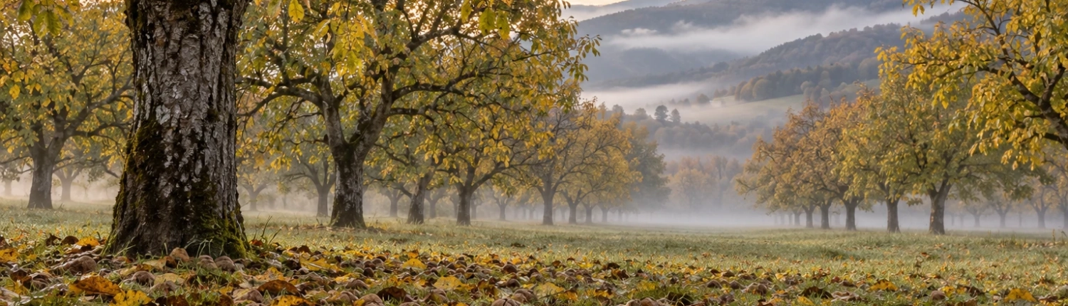 Noyeraie isere — Auvergne-Rhône-Alpes