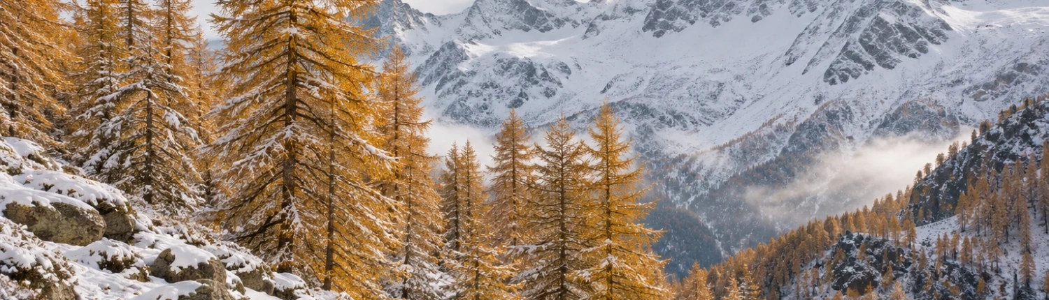 Neige mélèzes — Auvergne-Rhône-Alpes